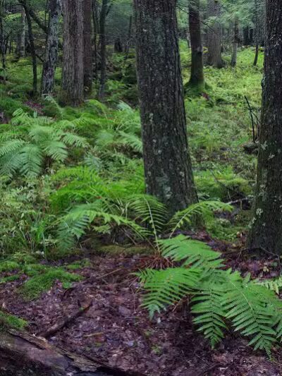 Poestenkill Community Forest - Averill Park, NY
