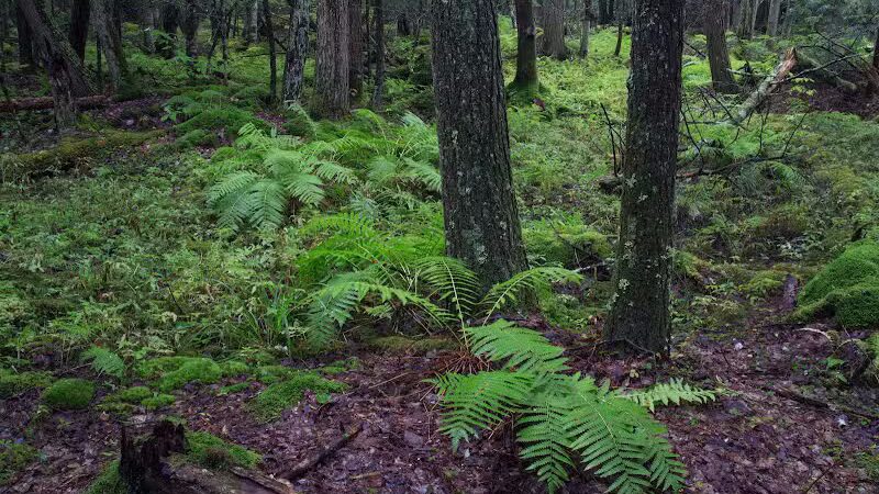 Poestenkill Community Forest - Averill Park, NY