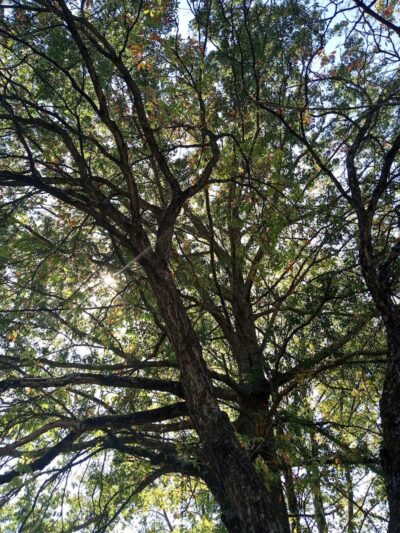 Edmon Trail - Avonmore, PA