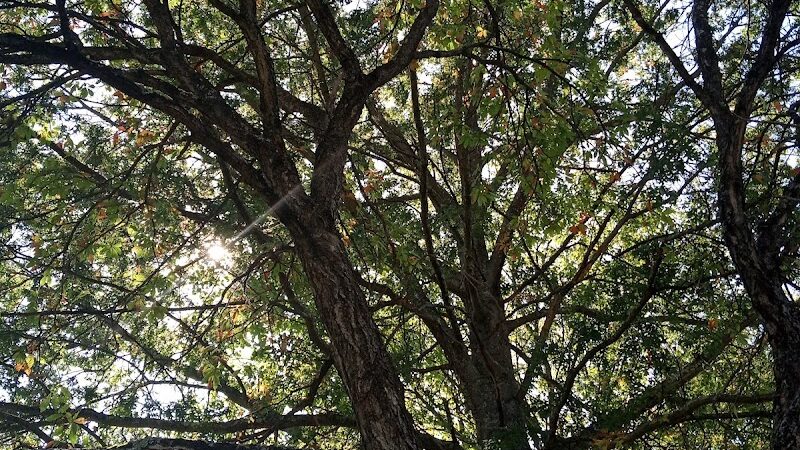 Edmon Trail - Avonmore, PA