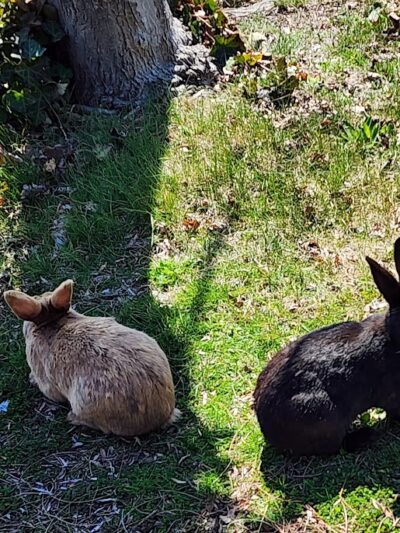 Baldwin Park - Baldwin, NY