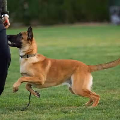 K9KEY - Baldwin, NY