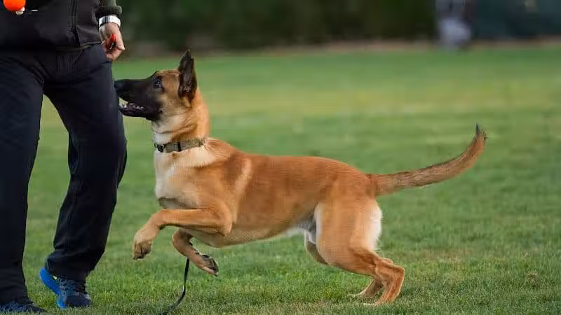 K9KEY - Baldwin, NY