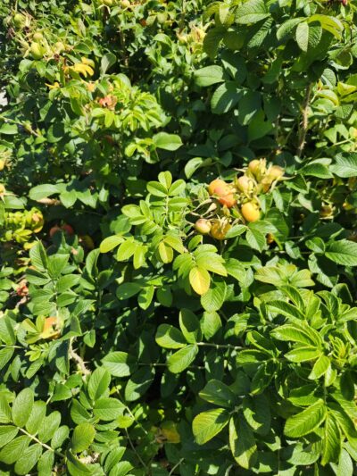 Grant Park - Bar Harbor, ME