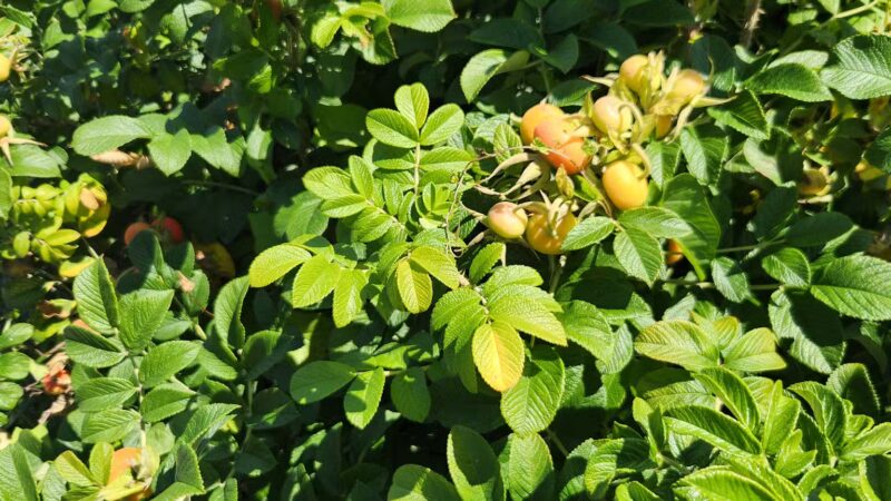 Grant Park - Bar Harbor, ME