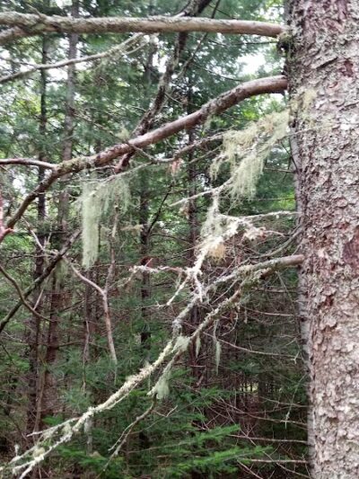 Blue Horizons Preserve - Bar Harbor, ME