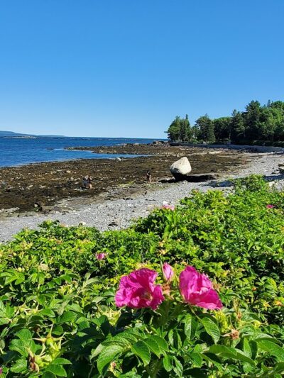 Grant Park - Bar Harbor, ME