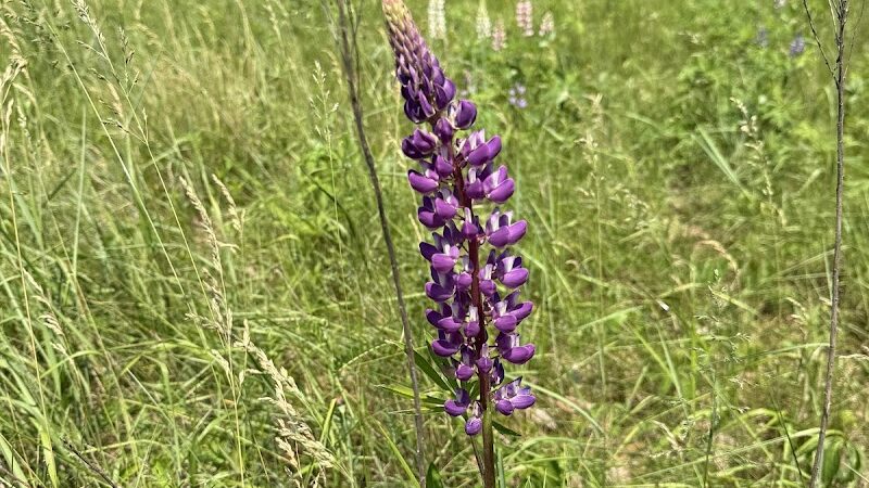 Indian Point Blagden Preserve - Bar Harbor, ME