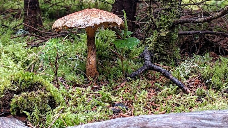 Indian Point Blagden Preserve - Bar Harbor, ME