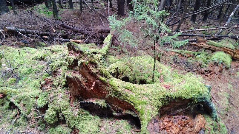 Indian Point Blagden Preserve - Bar Harbor, ME