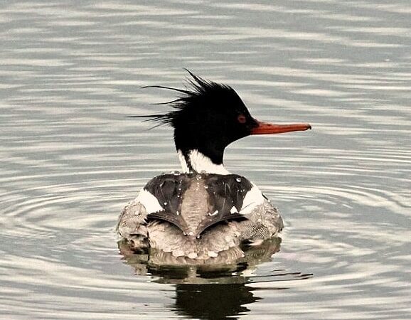 Indian Point Blagden Preserve - Bar Harbor, ME