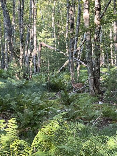 Jesup Path and Hemlock Path Loop - Bar Harbor, ME