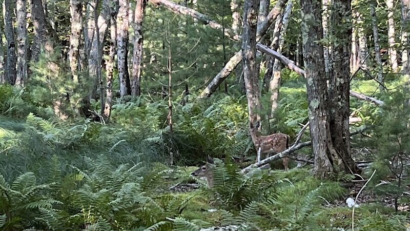 Jesup Path and Hemlock Path Loop - Bar Harbor, ME