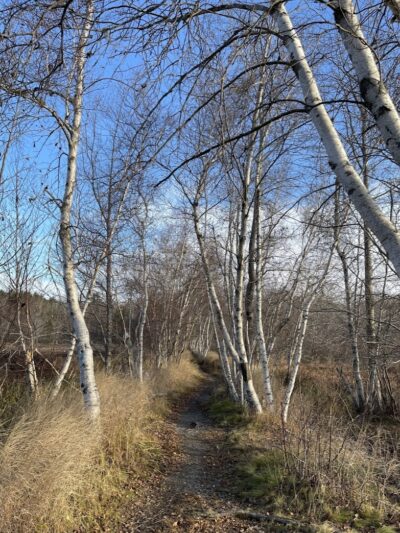 Jesup Path and Hemlock Path Loop - Bar Harbor, ME