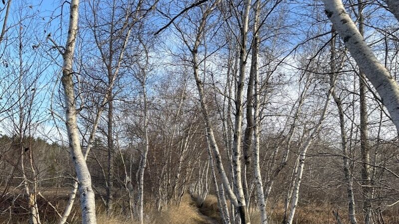 Jesup Path and Hemlock Path Loop - Bar Harbor, ME