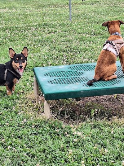 Barboursville Dog Park - Barboursville, WV