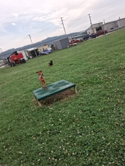 Barboursville Dog Park - Barboursville, WV