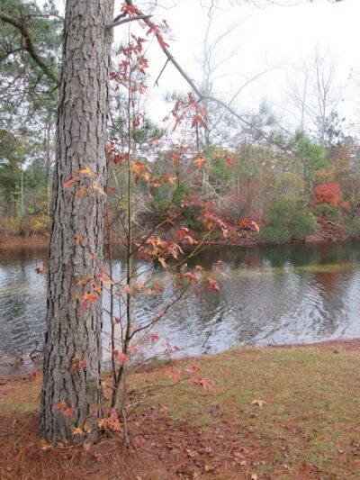 Maple Park & Maple Dog Park - Barco, NC