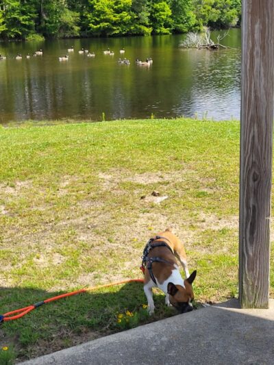 Maple Park & Maple Dog Park - Barco, NC