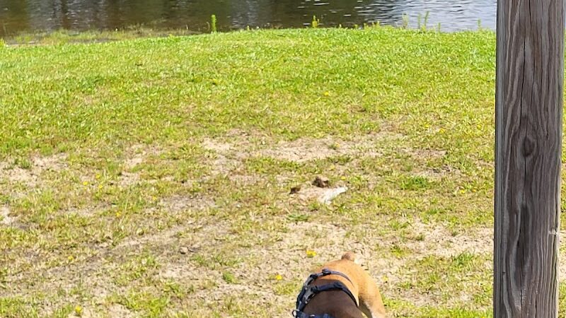 Maple Park & Maple Dog Park - Barco, NC