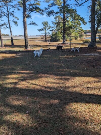 Maple Park & Maple Dog Park - Barco, NC