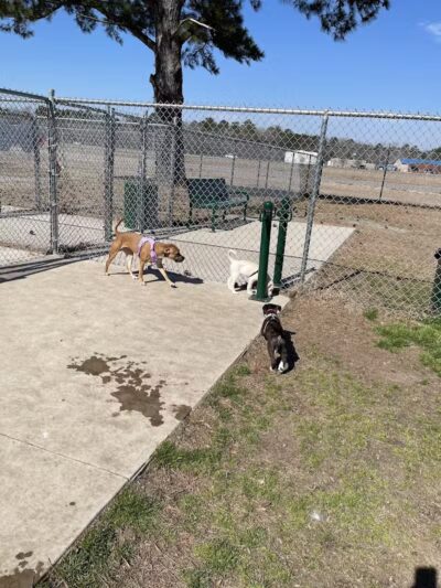 Maple Park & Maple Dog Park - Barco, NC