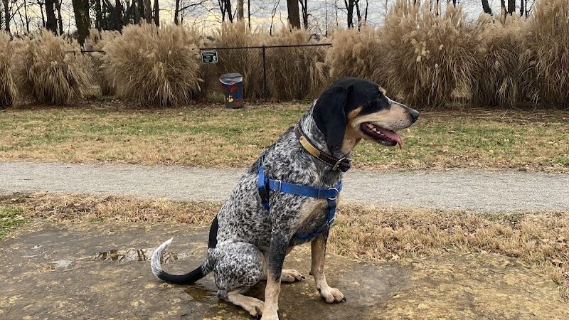Bourbon City Bark Park - Bardstown, KY