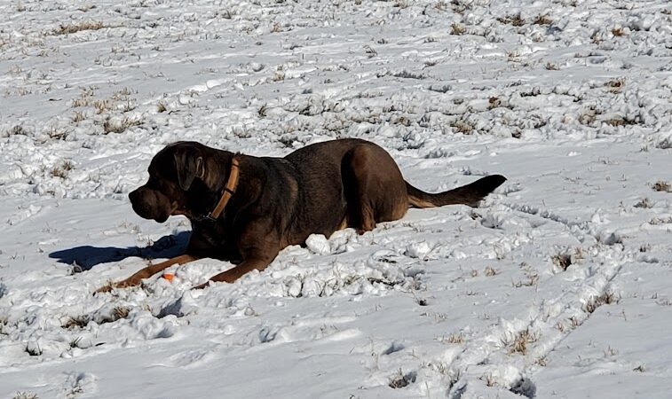 Bourbon City Bark Park - Bardstown, KY