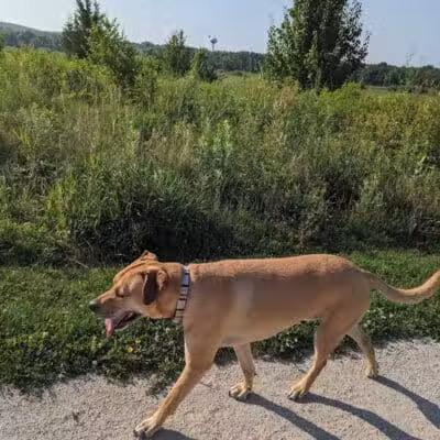 Hawk Hollow Dog Park - Bartlett, IL