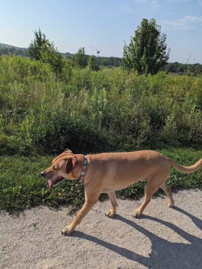 Hawk Hollow Dog Park - Bartlett, IL