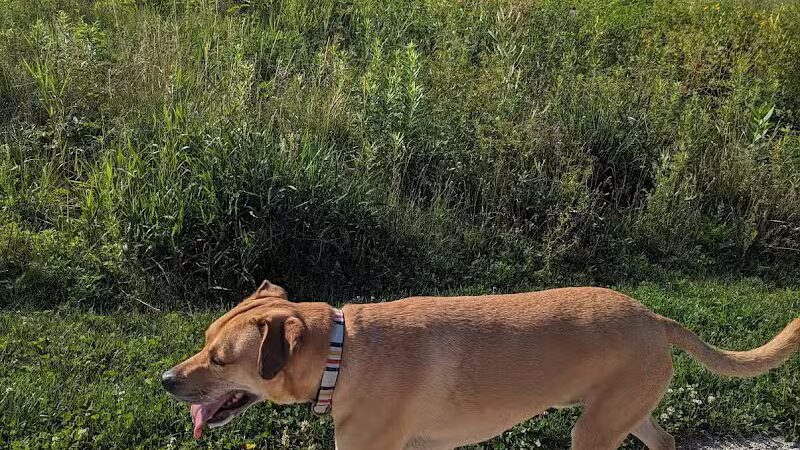 Hawk Hollow Dog Park - Bartlett, IL