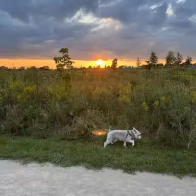 Hawk Hollow Dog Park - Bartlett, IL