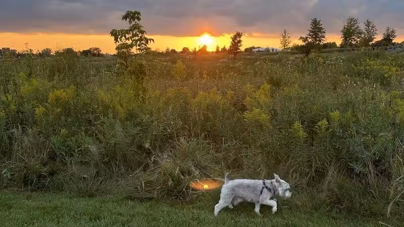 Hawk Hollow Dog Park - Bartlett, IL
