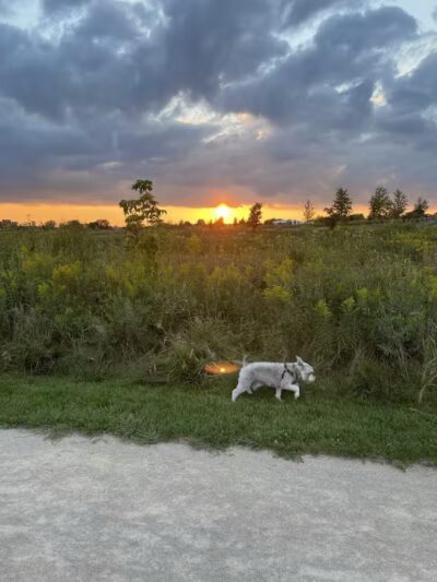 Hawk Hollow Dog Park - Bartlett, IL