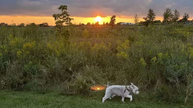 Hawk Hollow Dog Park - Bartlett, IL