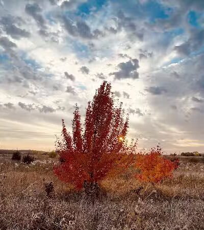 Hawk Hollow Dog Park - Bartlett, IL