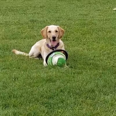 Hawk Hollow Dog Park - Bartlett, IL