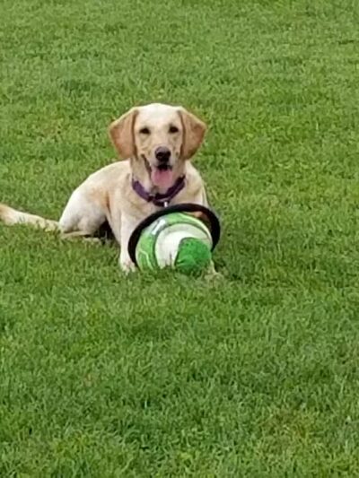 Hawk Hollow Dog Park - Bartlett, IL