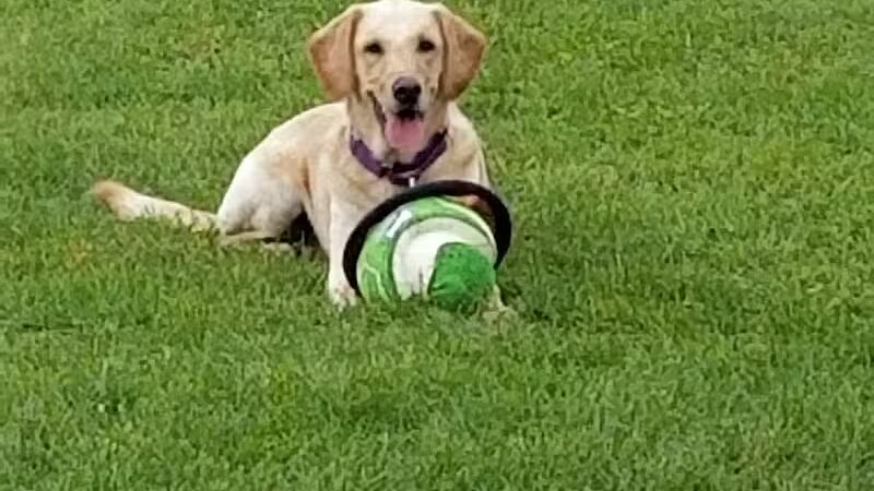 Hawk Hollow Dog Park - Bartlett, IL