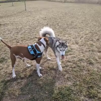 Hawk Hollow Dog Park - Bartlett, IL