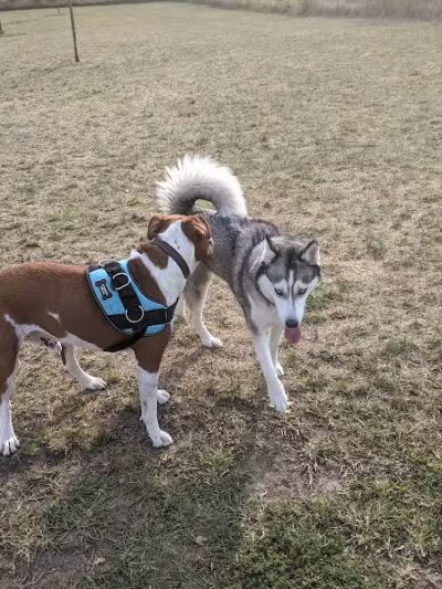 Hawk Hollow Dog Park - Bartlett, IL