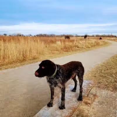 Hawk Hollow Dog Park - Bartlett, IL