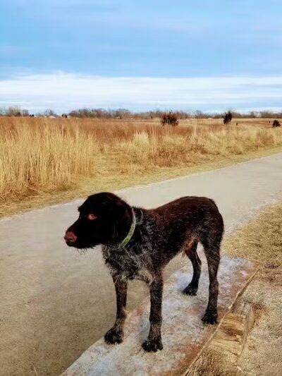 Hawk Hollow Dog Park - Bartlett, IL