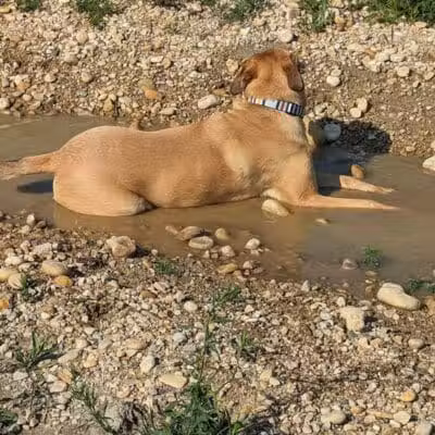 Hawk Hollow Dog Park - Bartlett, IL