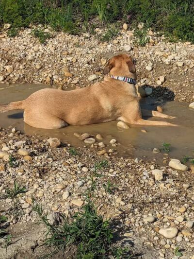 Hawk Hollow Dog Park - Bartlett, IL