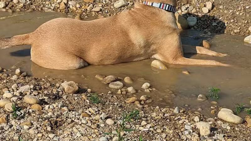 Hawk Hollow Dog Park - Bartlett, IL