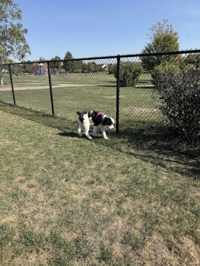 Riley's Run Dog Park - Bartlett, IL