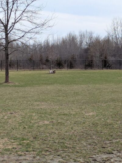 Riley's Run Dog Park - Bartlett, IL