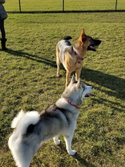 Riley's Run Dog Park - Bartlett, IL