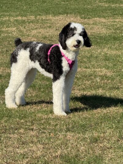 Riley's Run Dog Park - Bartlett, IL